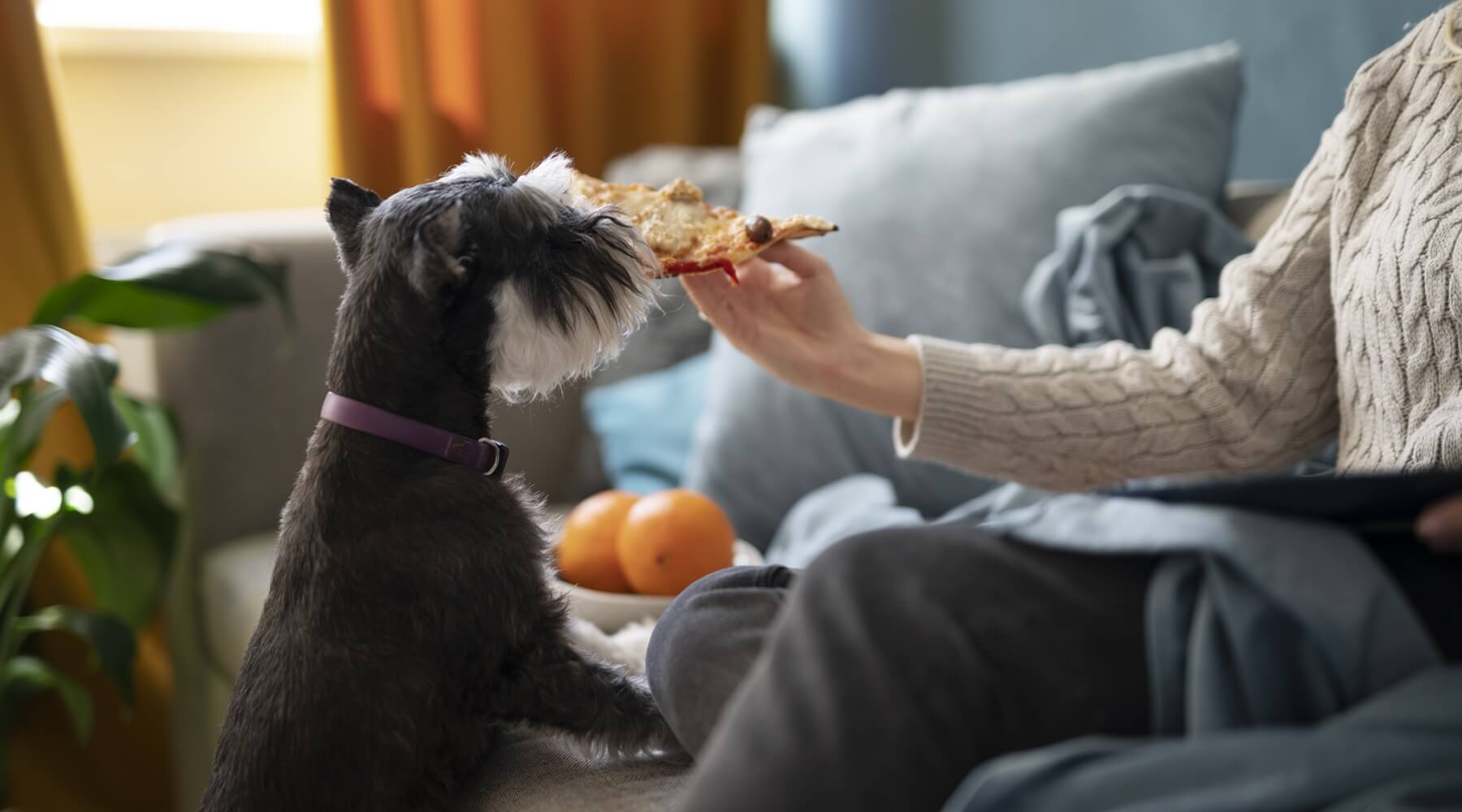 A miniature schnauzer dog sitting on a couch, looking longingly at a slice of pizza, emphasizing the importance of healthy dog food.